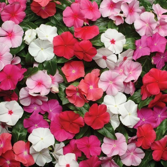 Vinca Bedding Plant