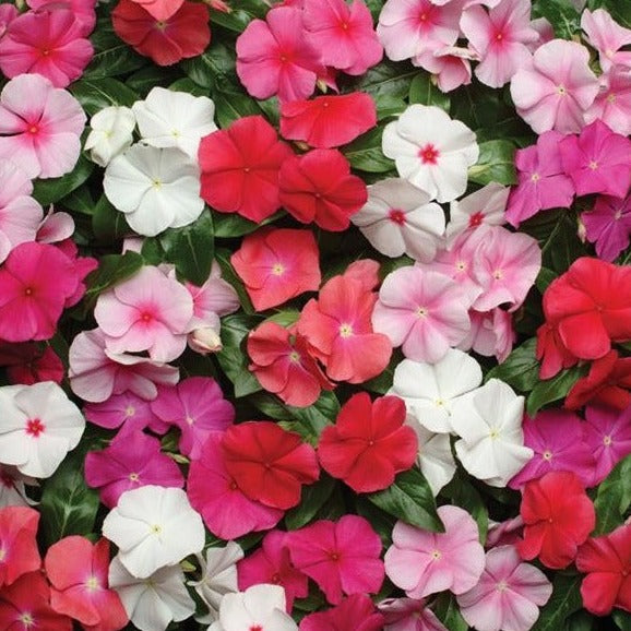 Vinca 10" Hanging Basket