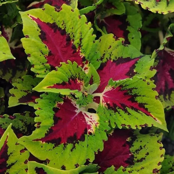 Kong Coleus