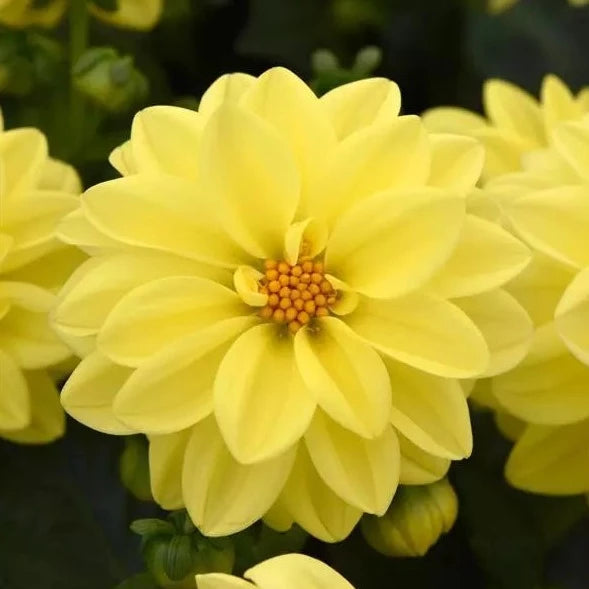 Dahlia