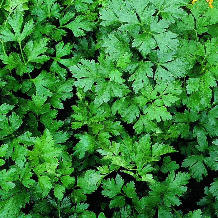 Parsley - Italian