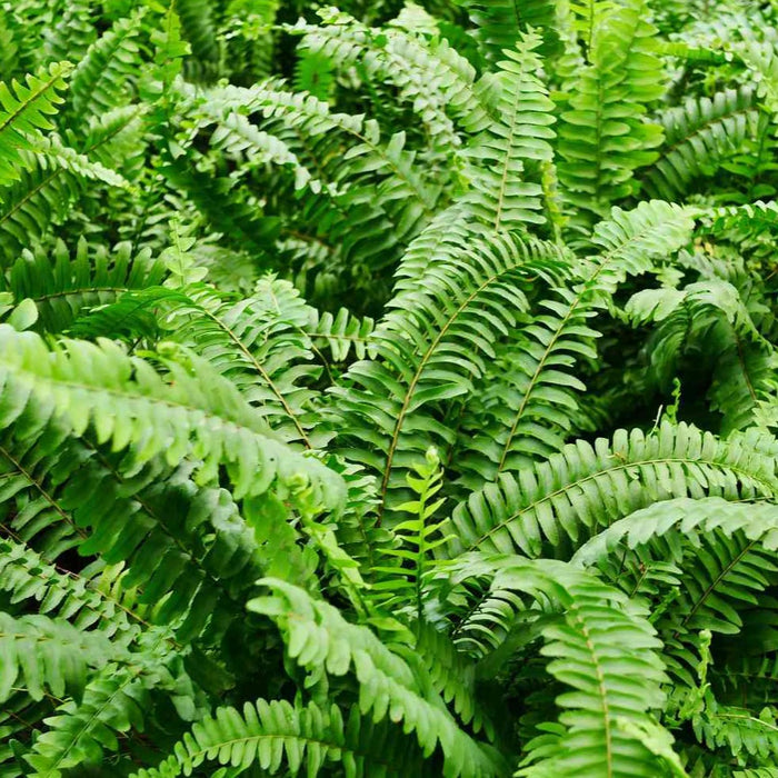 Ferns