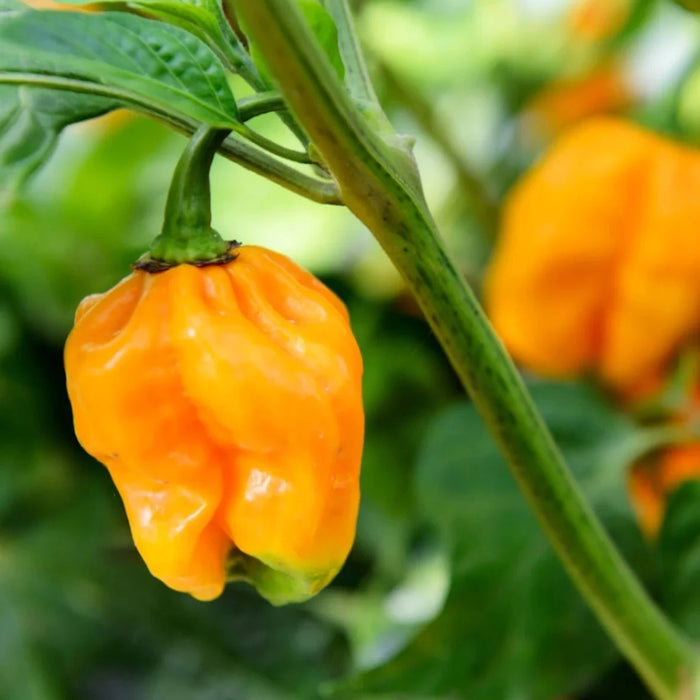 Pepper Habanero