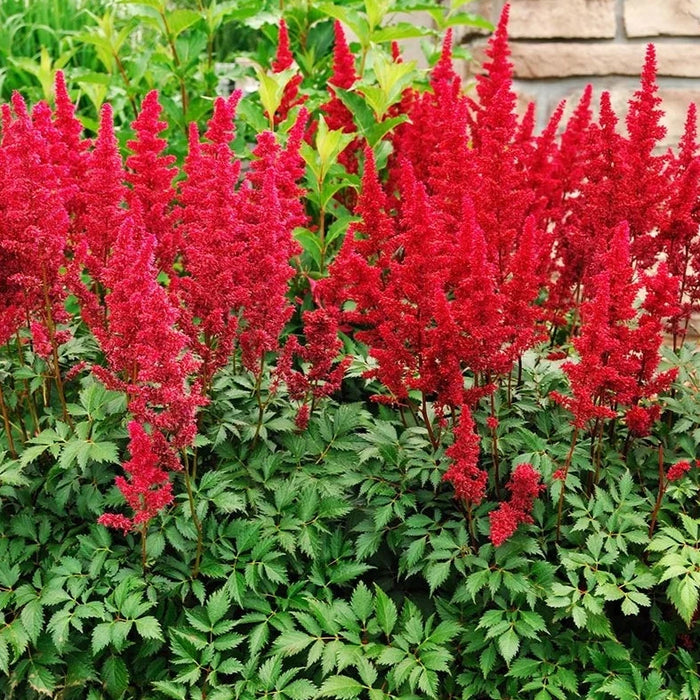 Astilbe