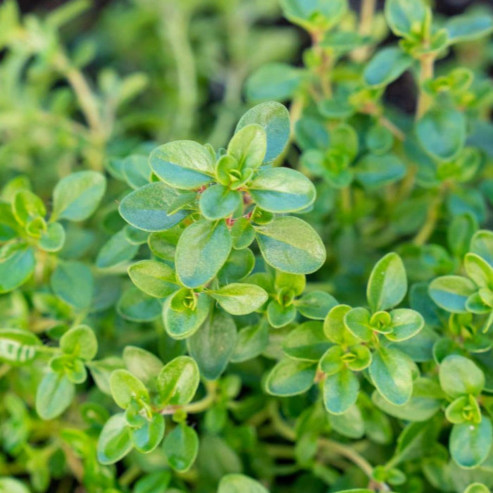 Thyme