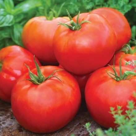 Primo Red Tomato Plant