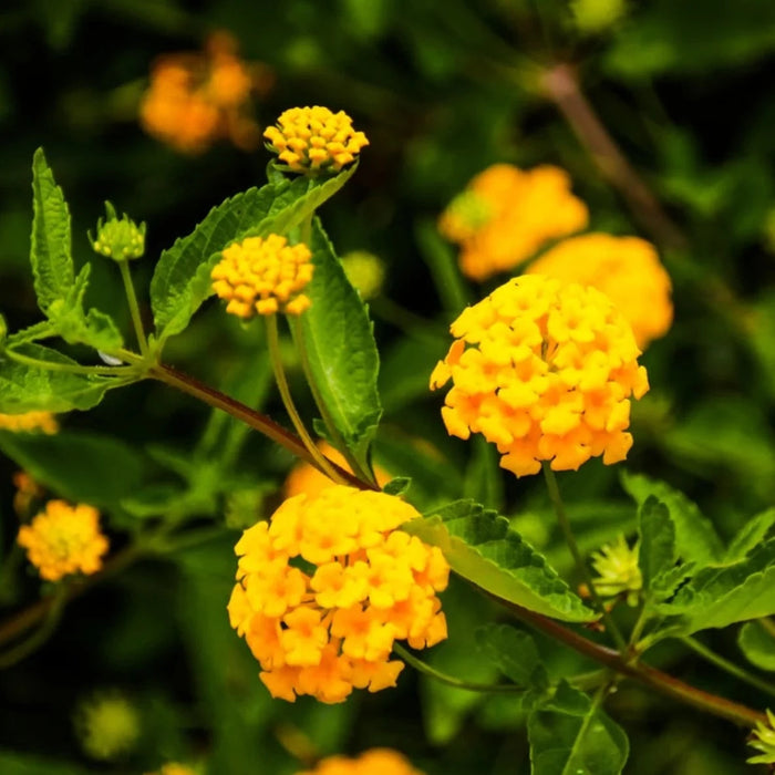 Lantana 10" Hanging Basket