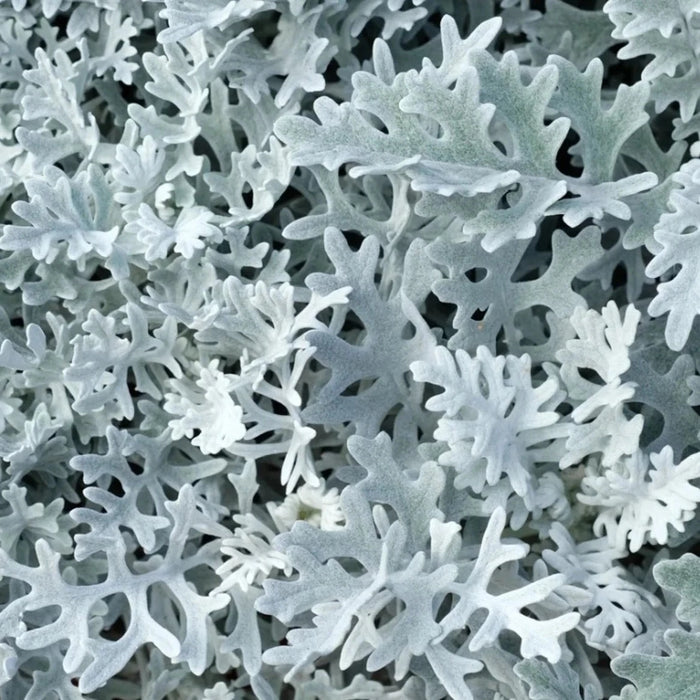 Dusty Miller