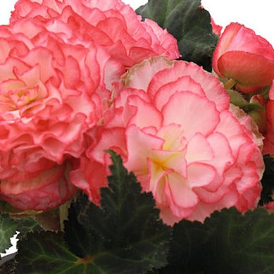 Tuberous Begonia 10" Hanging Basket