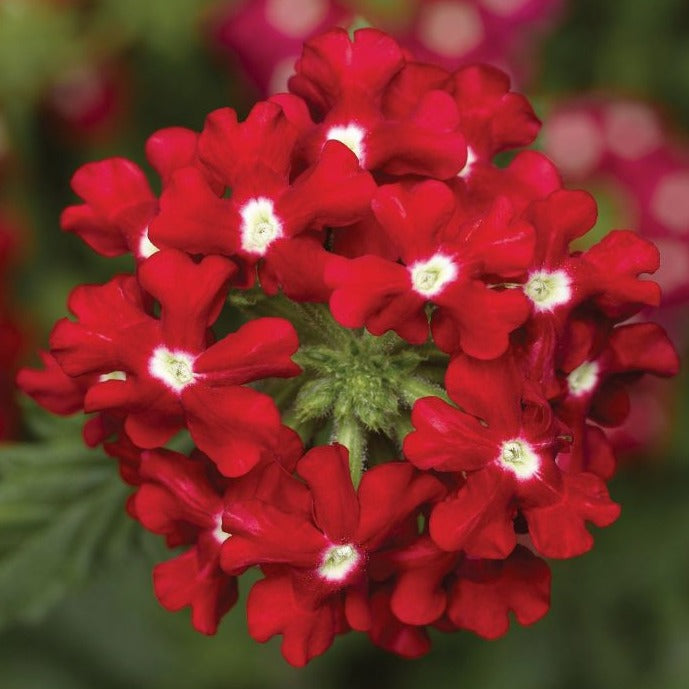 Verbena 10" Hanging Basket