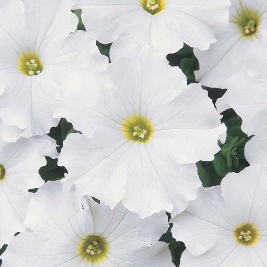 Petunia Bedding Plant