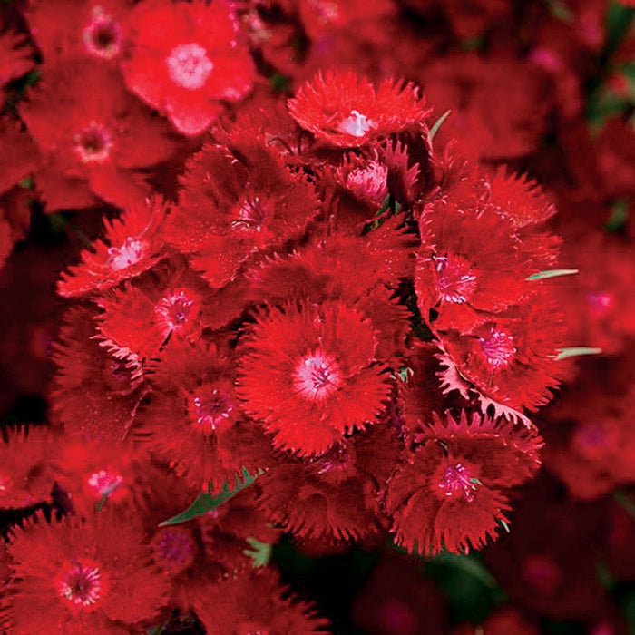 Dianthus