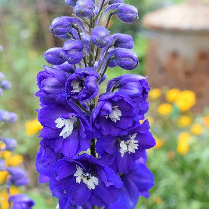 Delphinium (Larkspur)