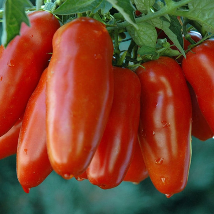 Tomato San Marzano