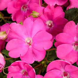 New Guinea Impatiens 10" Hanging Basket