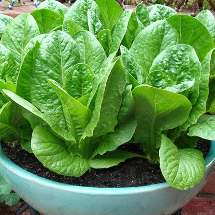 Lettuce Plants