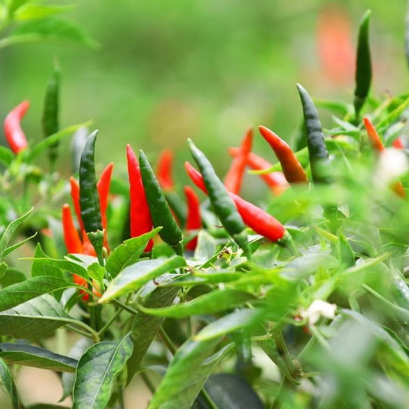 Crimson Hot Pepper