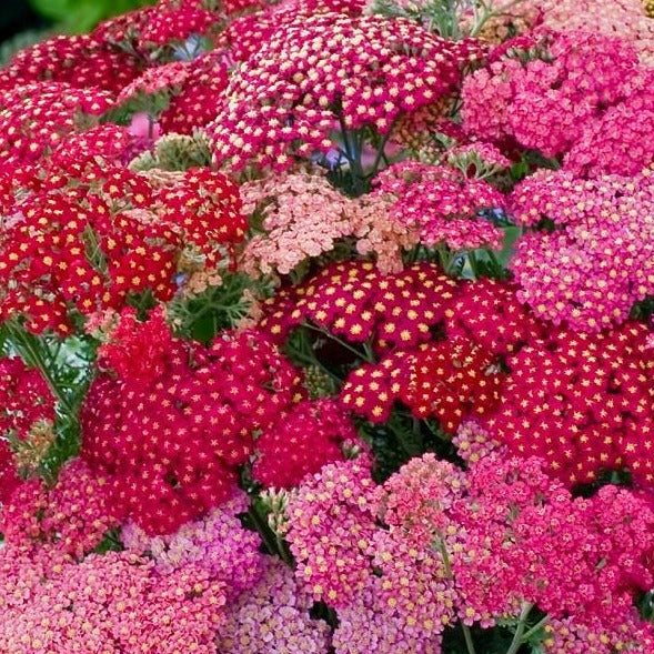 Achellia (Yarrow)