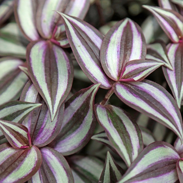 Zebra Tradescantia