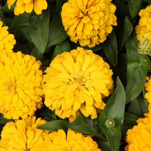 Zinnia
