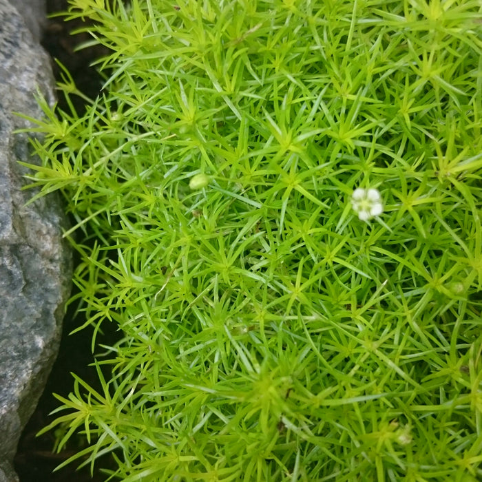 Sagina (Irish Moss)