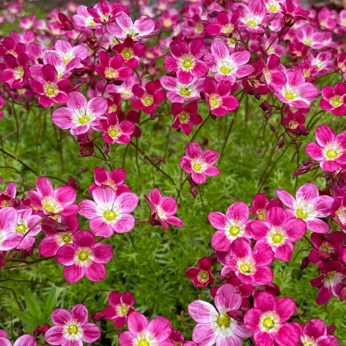 Saxifraga (Rockfoil)