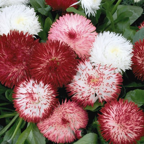 Bellis Habanera Mix (English Daisy)