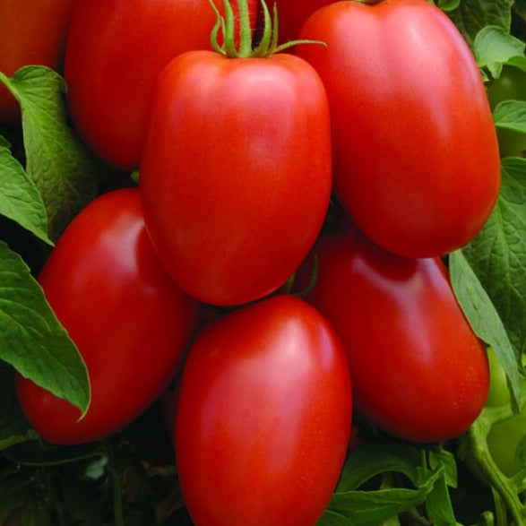 Tomato Picus