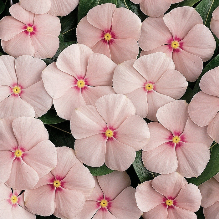 Vinca 10" Hanging Basket