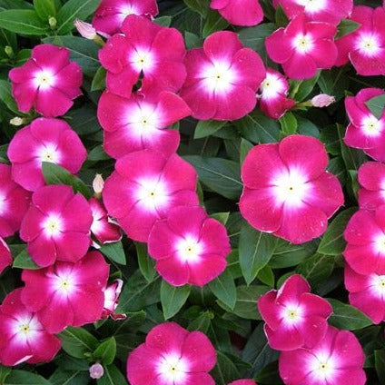 Vinca Hanging Basket 10"