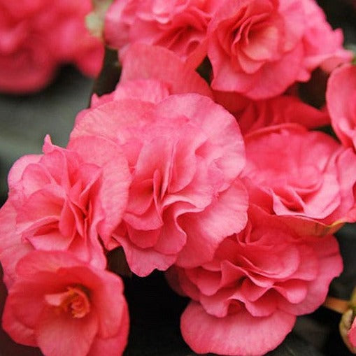 Tuberous Begonia 6"