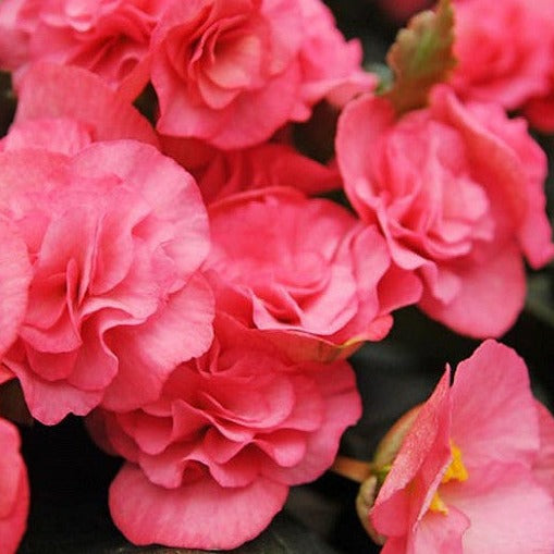 Tuberous Begonia 10" Hanging Basket