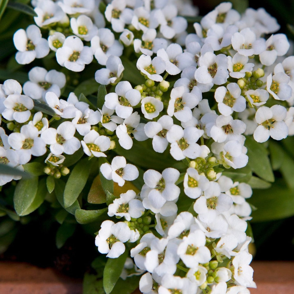 2048x1365-Alyssum-SEO-