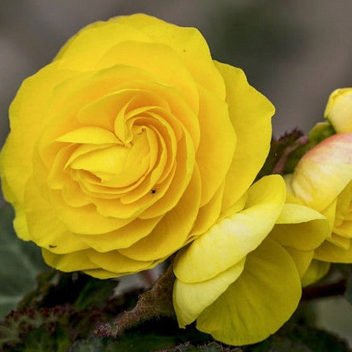 Tuberous Begonia 4"