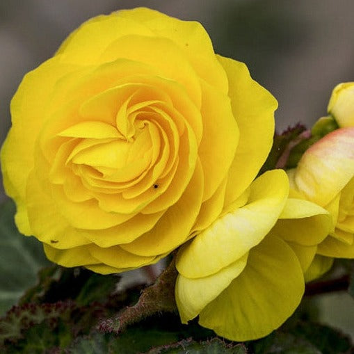 Tuberous Begonia 10" Hanging Basket