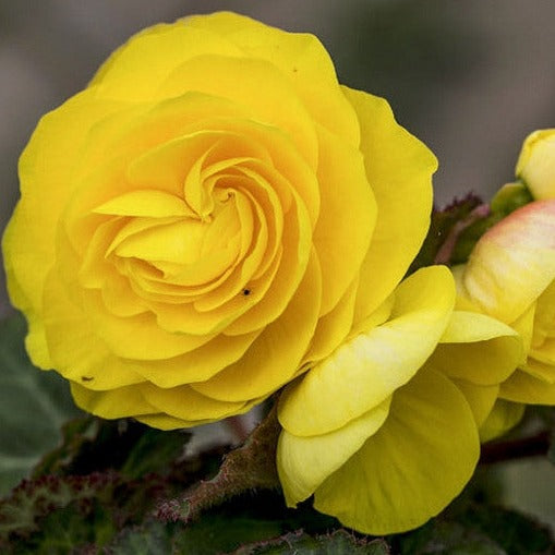 Tuberous Begonia 6"