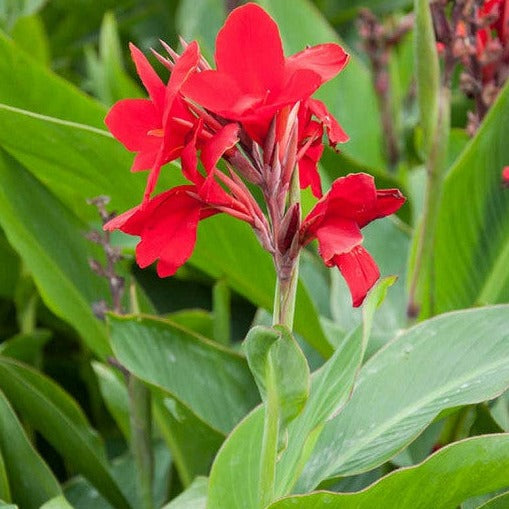 Canna Cannova Lily