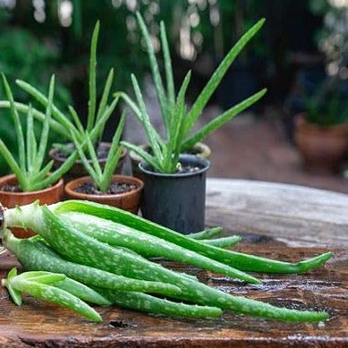 Aloe