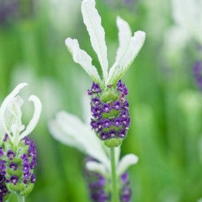 Lavender Elegance Snow