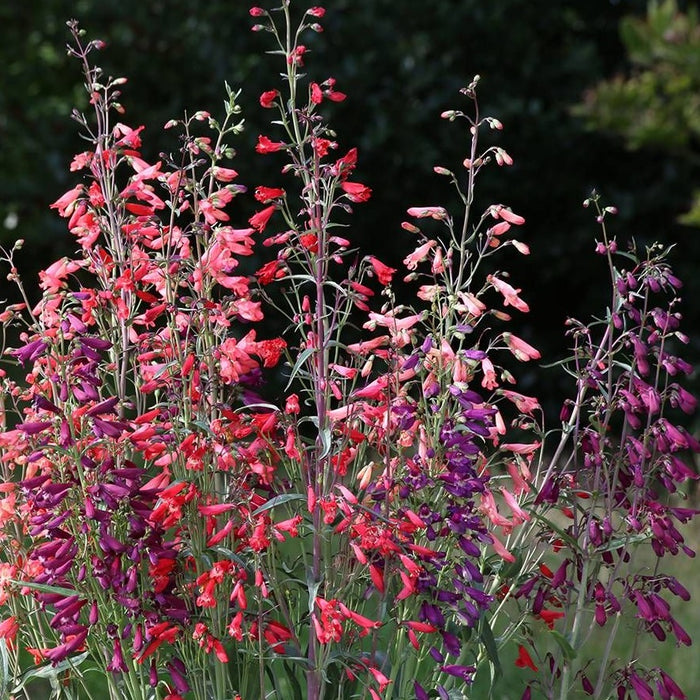 Penstemon (Bearded Tongue)