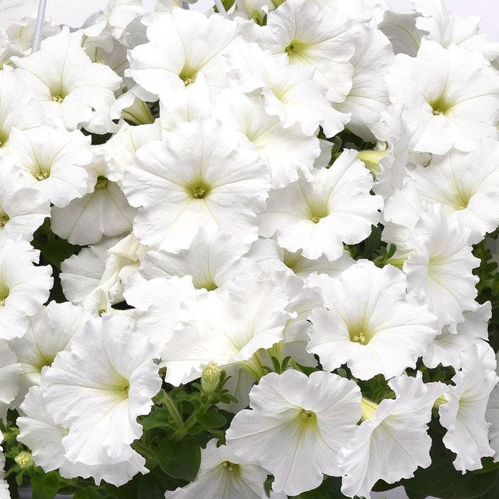 Wave Petunia Hanging Basket 10"