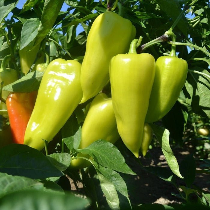 Cubanelle Pepper Plant (Sweet)