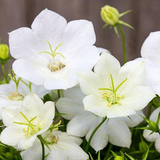 Campanula (Bell Flower)