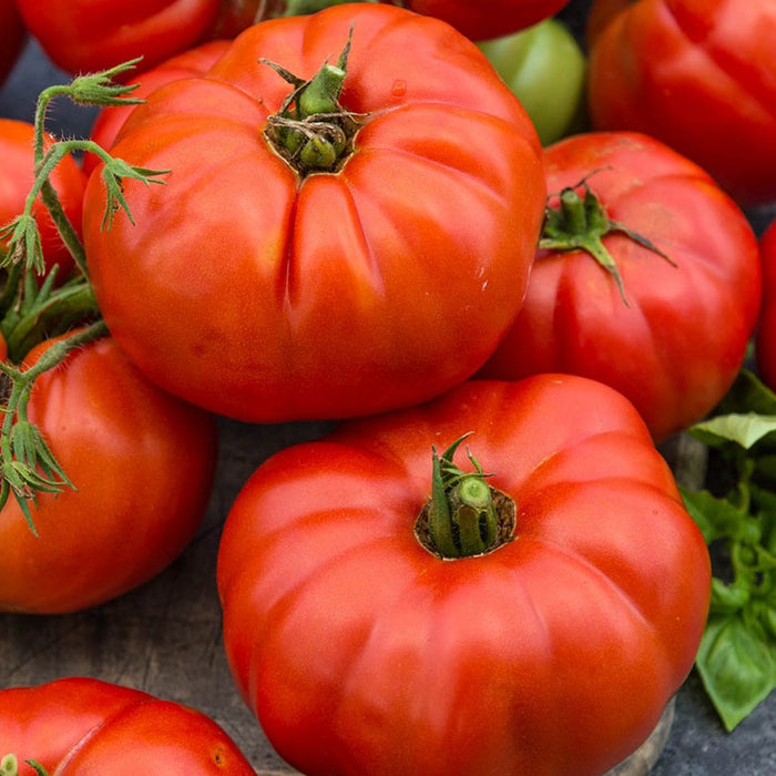 Tomato Beefsteak — Seaway Farms Niagara
