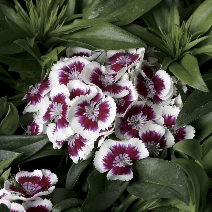 Dianthus