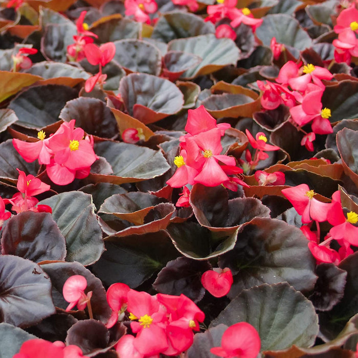 Fibrous Begonia