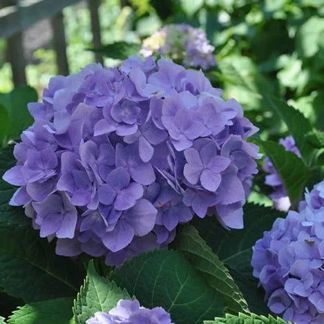 Hydrangeas