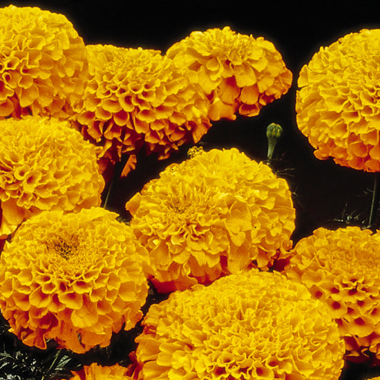 Marigolds