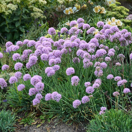 Allium