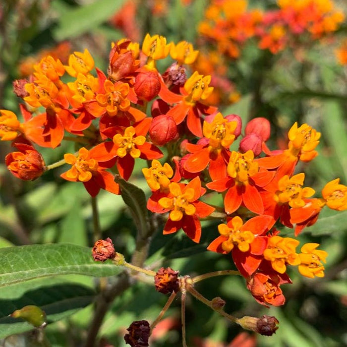 Asclepias Tuberosa (Butterfly Milkweed)